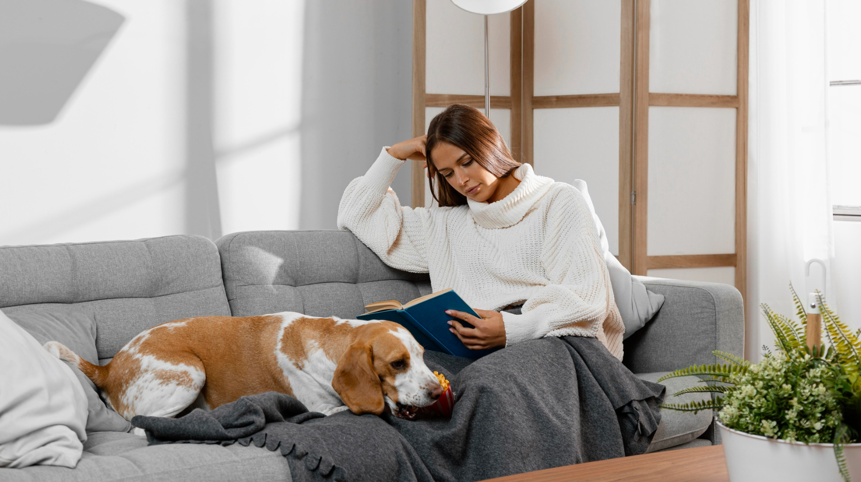 Everyday Comfort for Life With Dogs